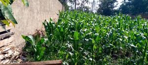 Land for Sale - thumbnail 2