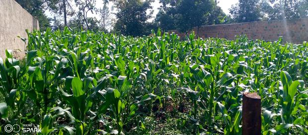 Land for Sale - thumbnail 4