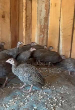 Guinea Fowls Available - thumbnail 2
