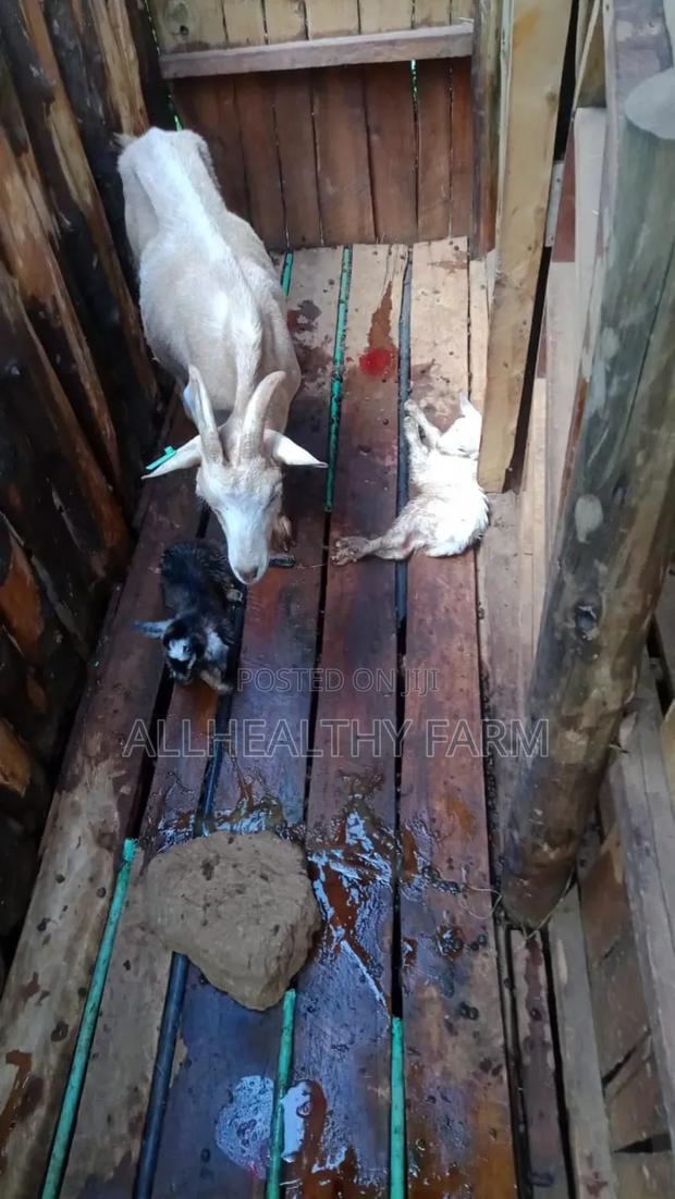 Female Dairy Goat - thumbnail 7