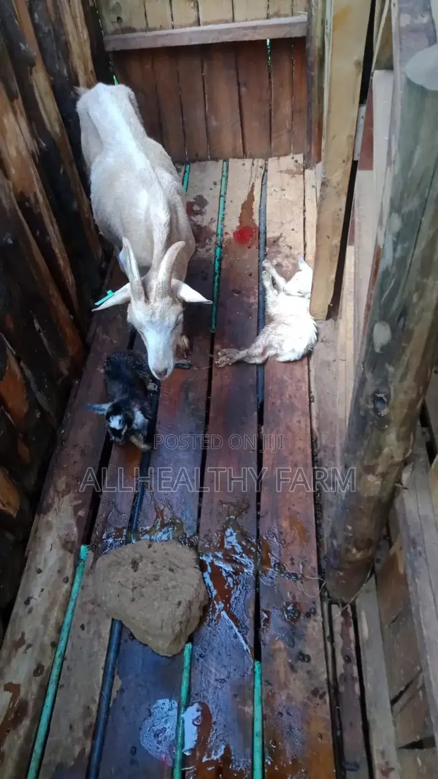 Female Dairy Goat