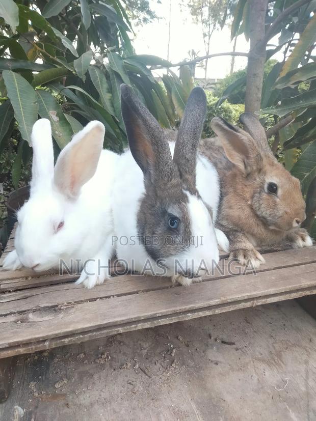 Rabbit Farming - thumbnail 5