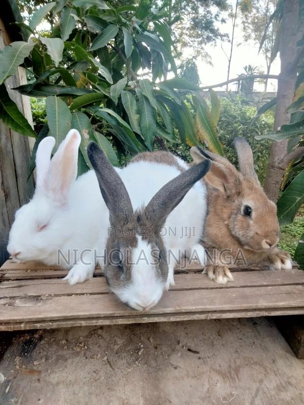 Rabbit Farming - thumbnail 6