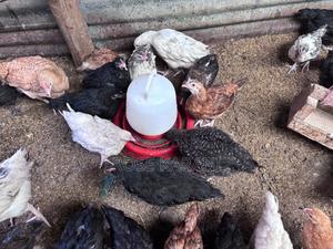 3 Months and Below Improved Kienyenji Chicks on Sale