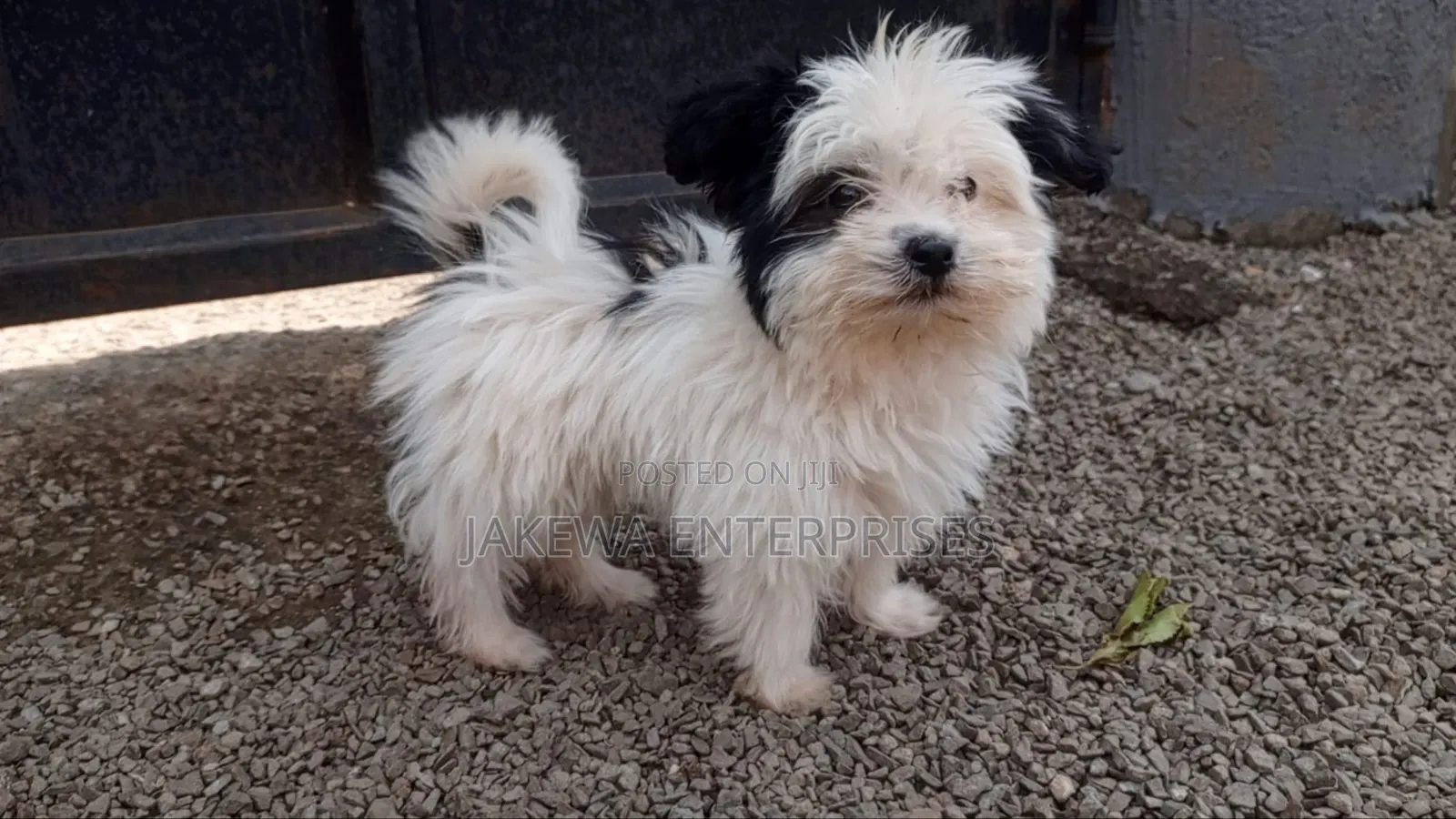 1-3 months Male Purebred Havanese
