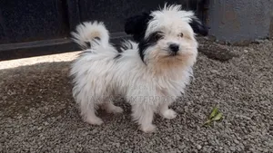 1-3 months Male Purebred Havanese