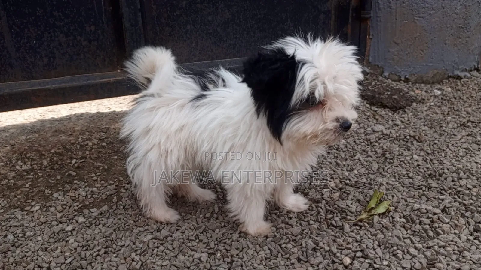 1-3 months Male Purebred Havanese