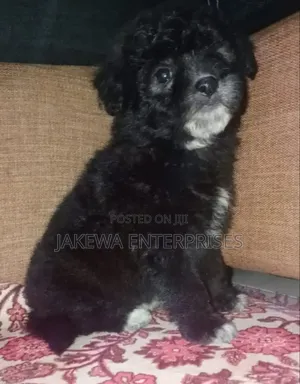 1-3 months Male Purebred Havanese