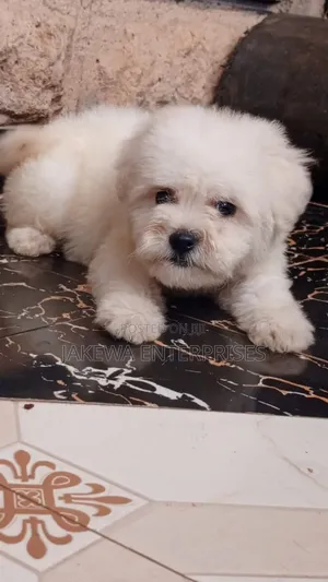 1-3 months Male Purebred Havanese