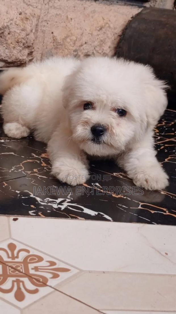 1-3 months Male Purebred Havanese - main view