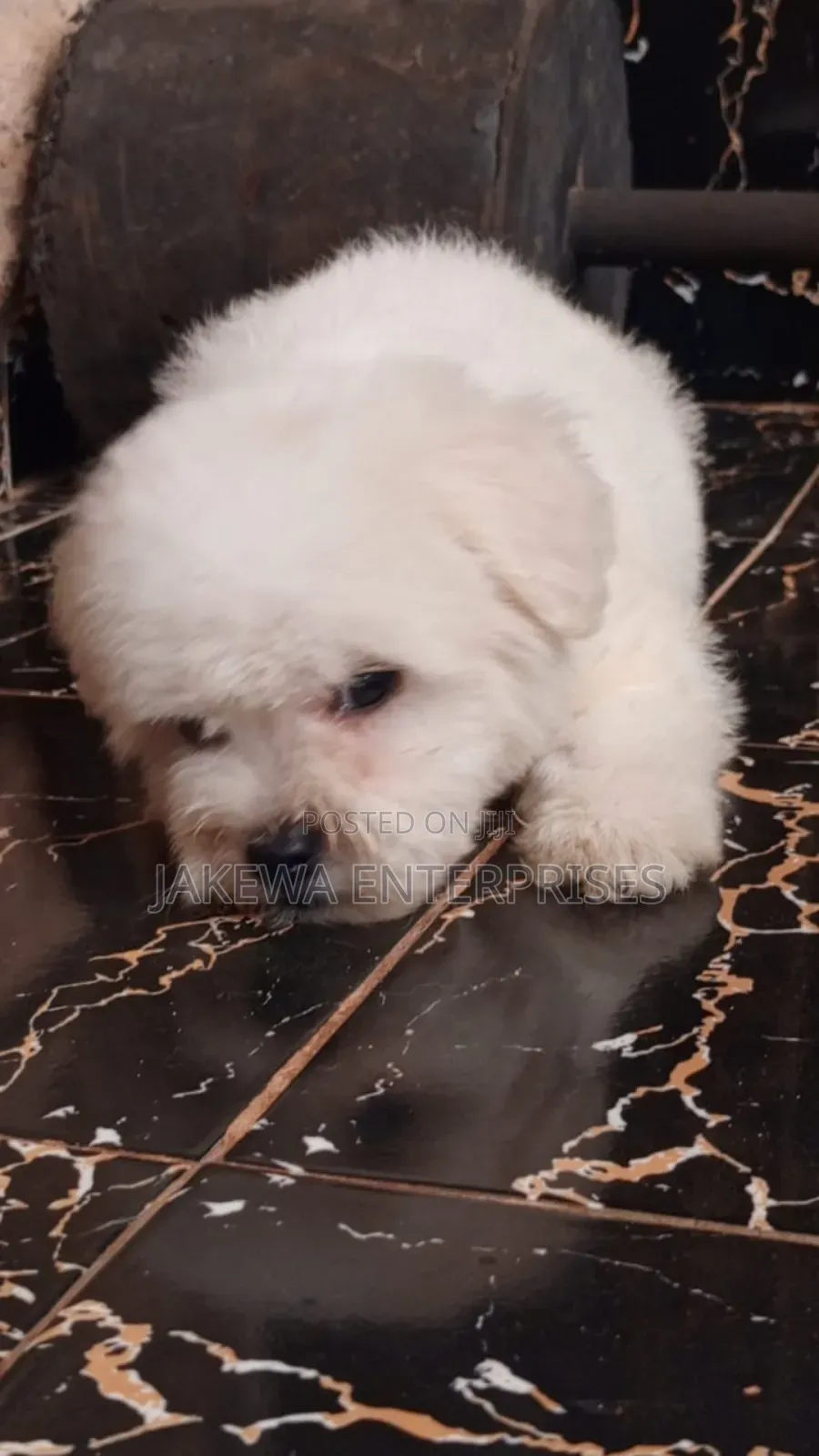 1-3 months Male Purebred Havanese