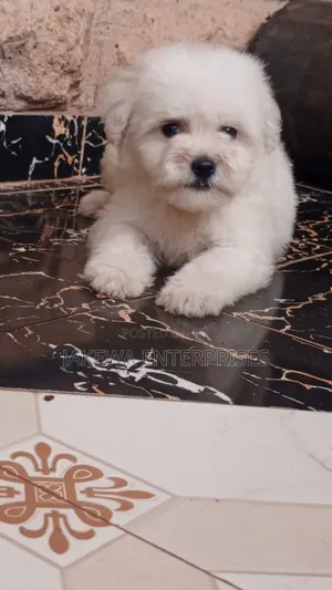 1-3 months Female Purebred Havanese