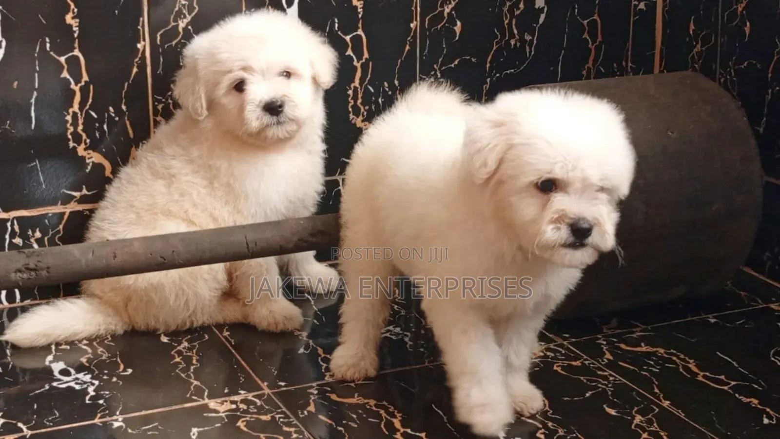 1-3 months Male Purebred Havanese