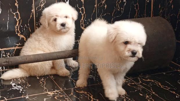 1-3 months Male Purebred Havanese