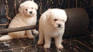 1-3 months Female Purebred Havanese - thumbnail 2