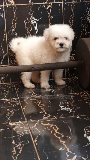 1-3 months Female Purebred Havanese