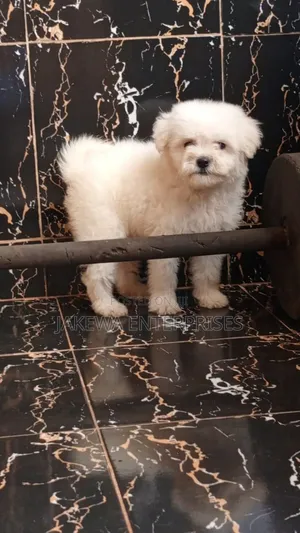1-3 months Male Purebred Havanese
