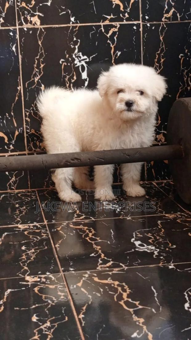 1-3 months Male Purebred Havanese - main view