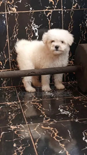 1-3 months Female Purebred Havanese