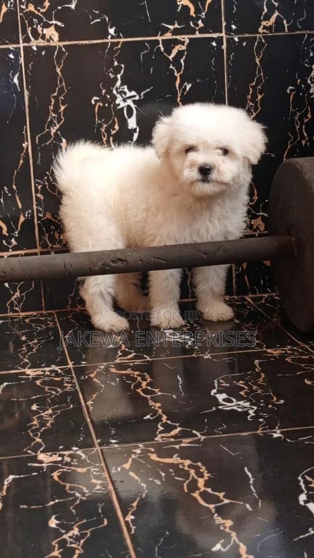 1-3 months Female Purebred Havanese