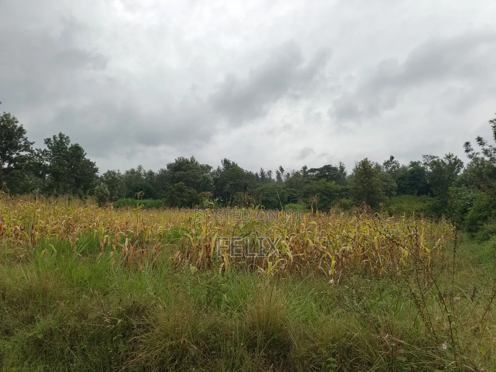 Sagana /Karima 3 Acres Red Soil