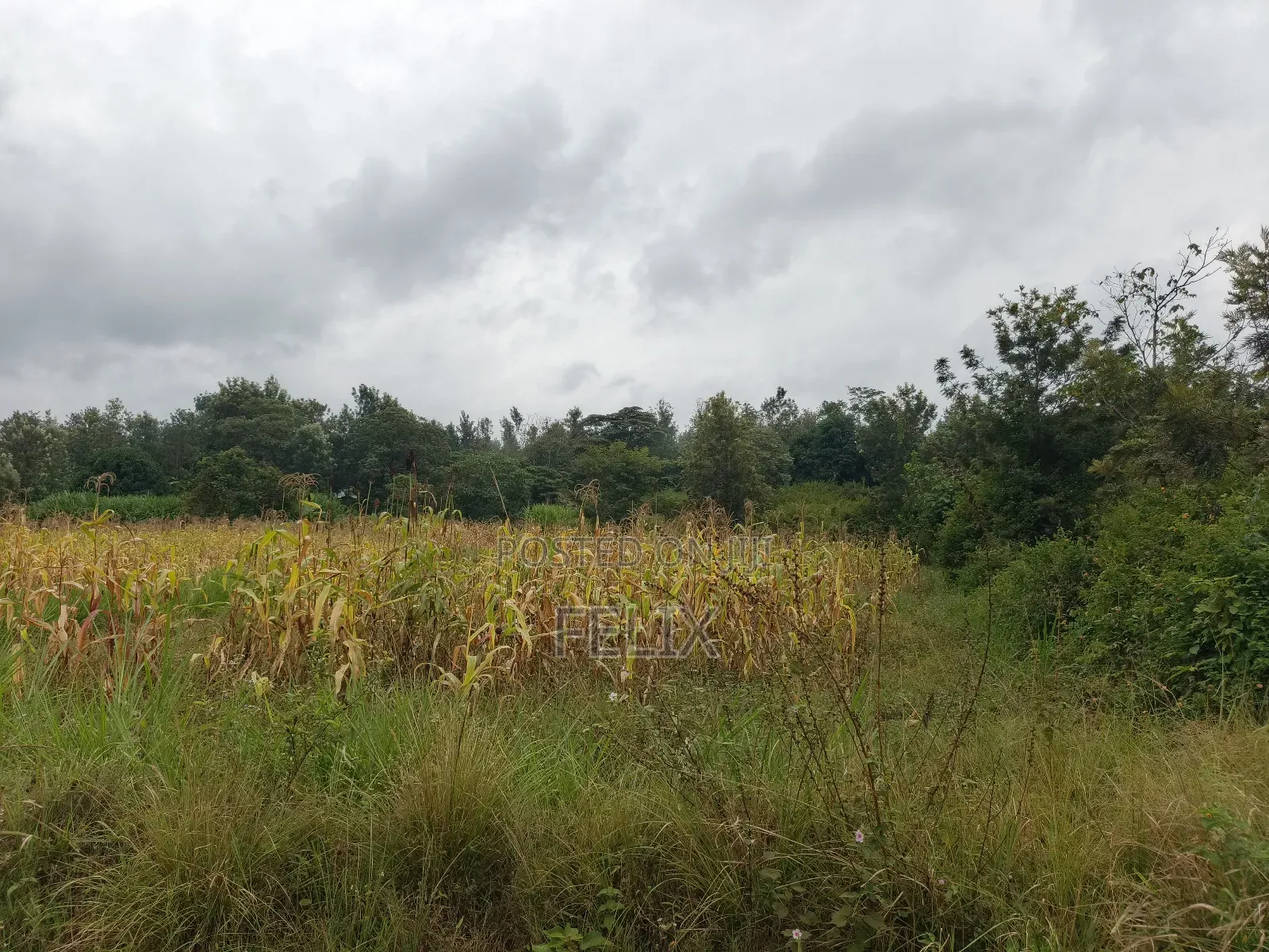 Sagana /Karima 3 Acres Red Soil