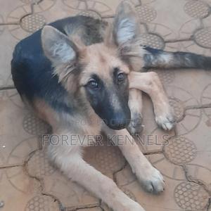 1-3 months Male Purebred German Shepherd - thumbnail 2