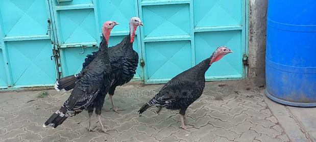Turkey for Sale - thumbnail 2