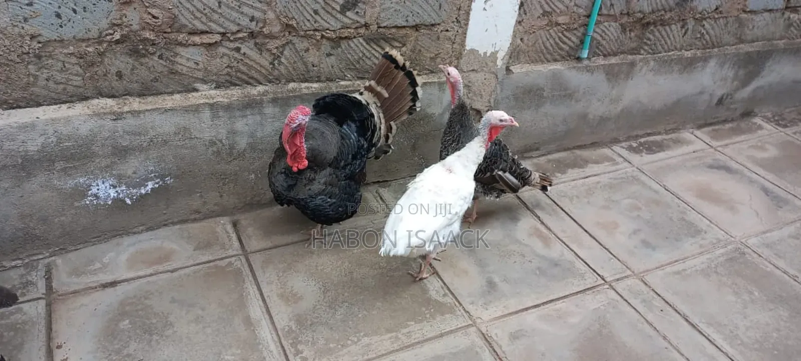 Turkey for Sale