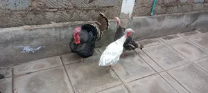 Turkey for Sale