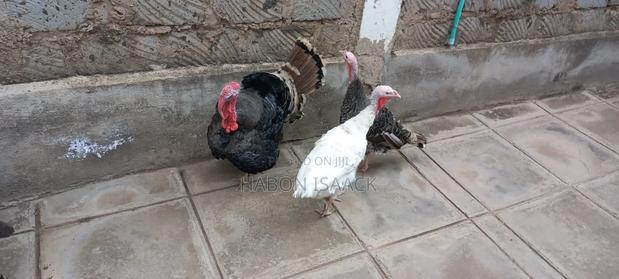 Turkey for Sale - thumbnail 3