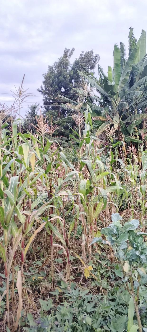 Prime Plot Gikambura Kikuyu 100 By 100 - thumbnail 4