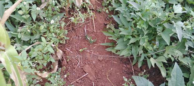 Prime Plot Gikambura Kikuyu 100 By 100 - thumbnail 6