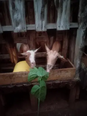Female Dairy Goat