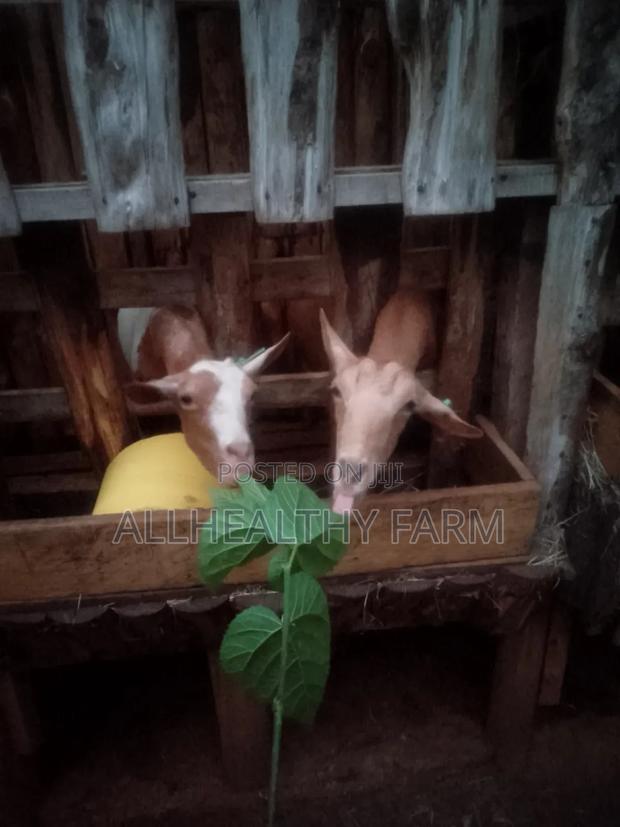 Female Dairy Goat - thumbnail 2