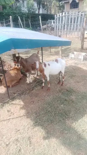 Female Dairy Goat
