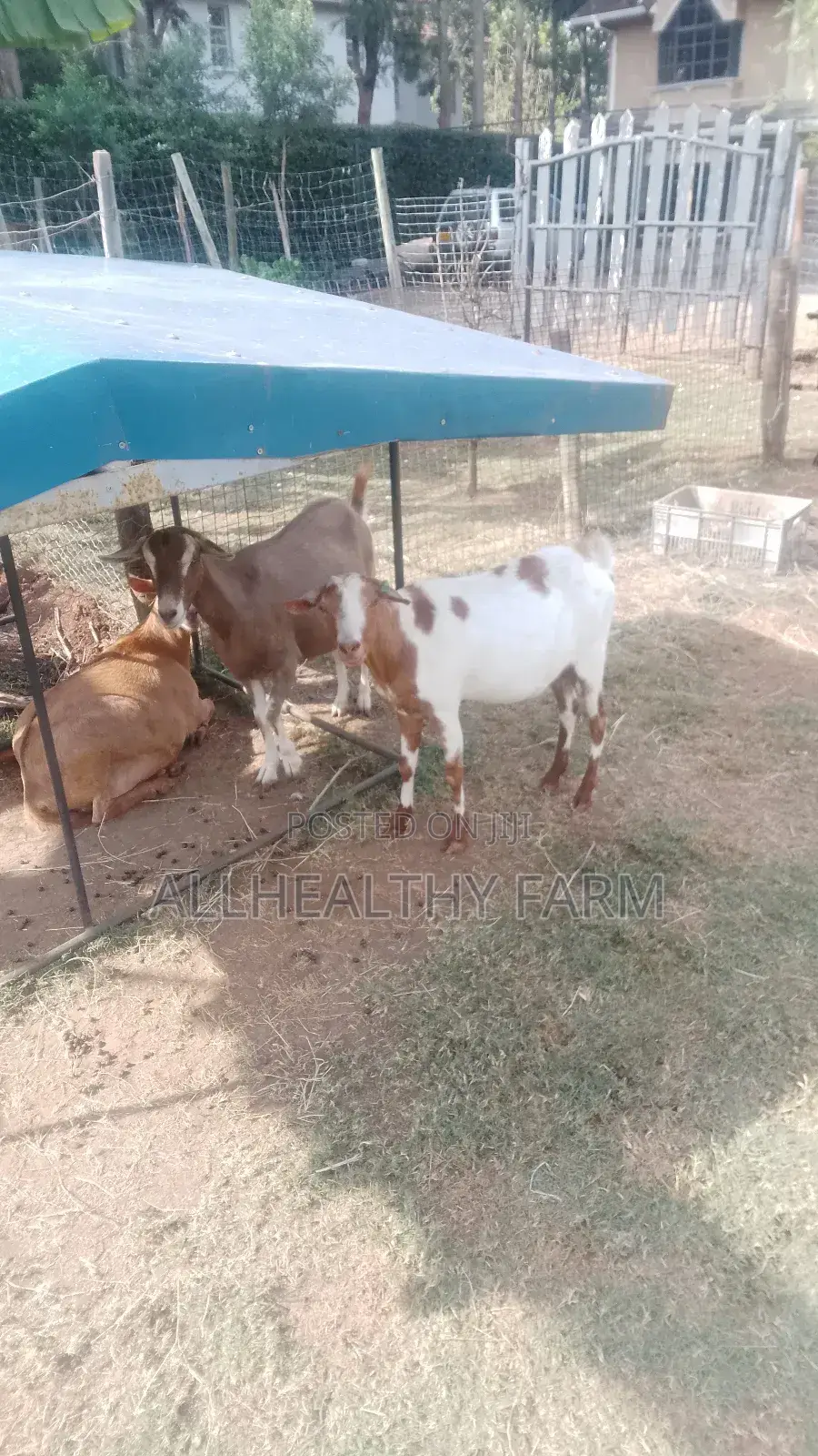 Female Dairy Goat