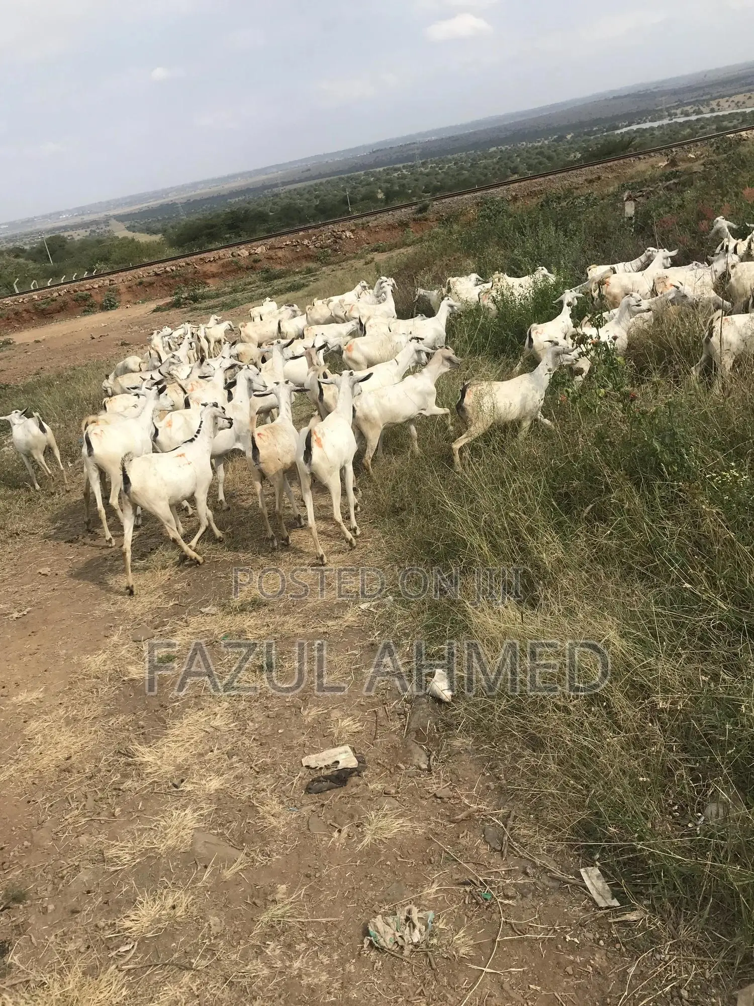 White Galla Goats