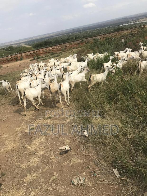 White Galla Goats - main view
