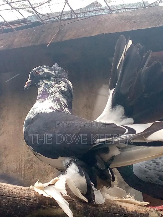 Friendly Fantails - main view