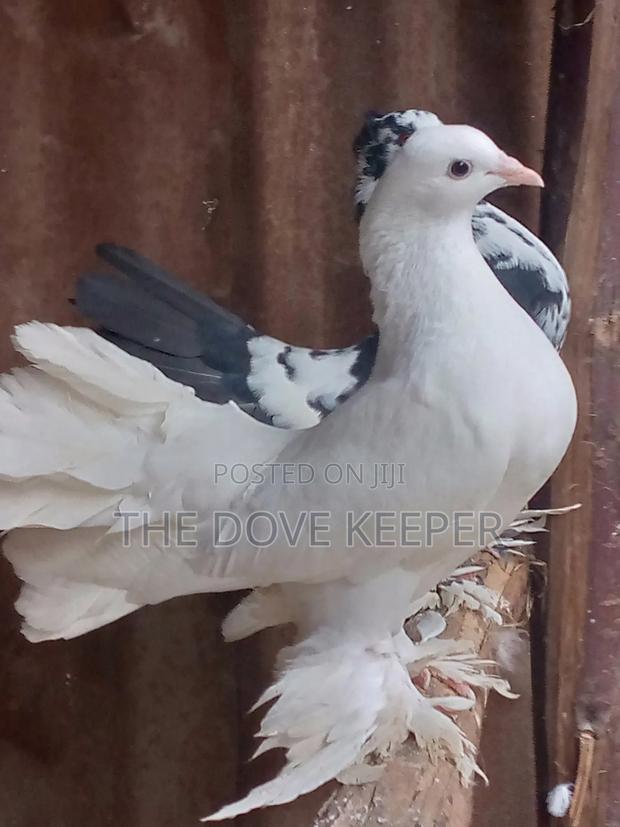 Friendly Fantails - thumbnail 3