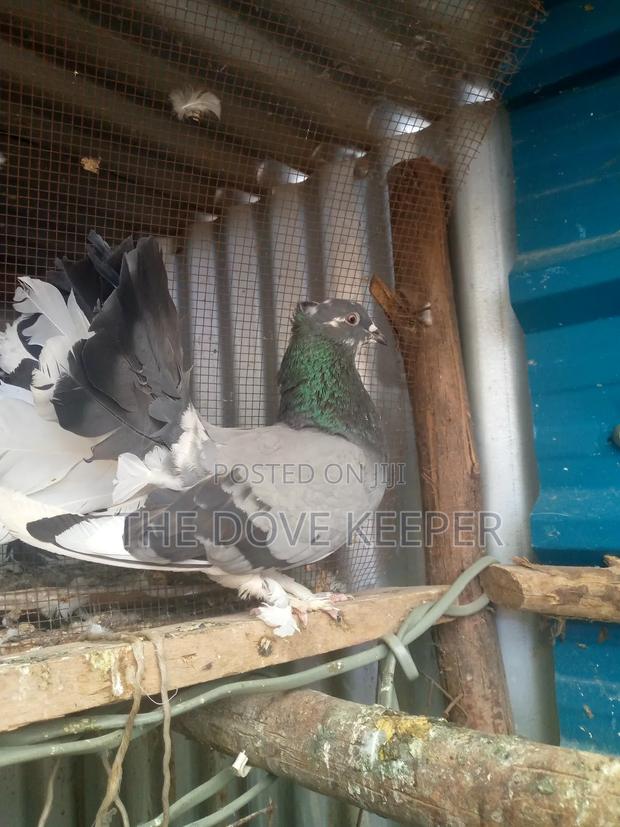 Friendly Fantails - thumbnail 4