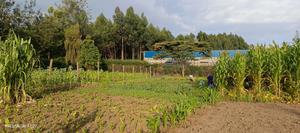 50x100 Plot in Lanet (Posta) for Sale || Pedex - thumbnail 2