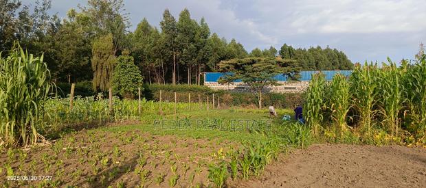 50x100 Plot in Lanet (Posta) for Sale || Pedex - main view