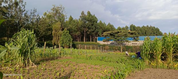 50x100 Plot in Lanet (Posta) for Sale || Pedex - thumbnail 6