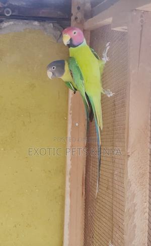 Plum Heads - thumbnail 2