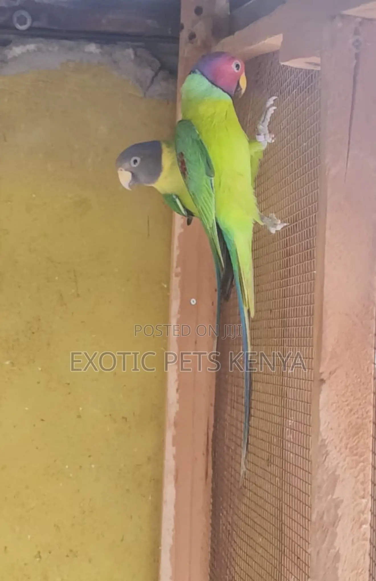 Plum Head Parrots