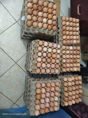 Improved Kienyeji Fertilized Eggs
