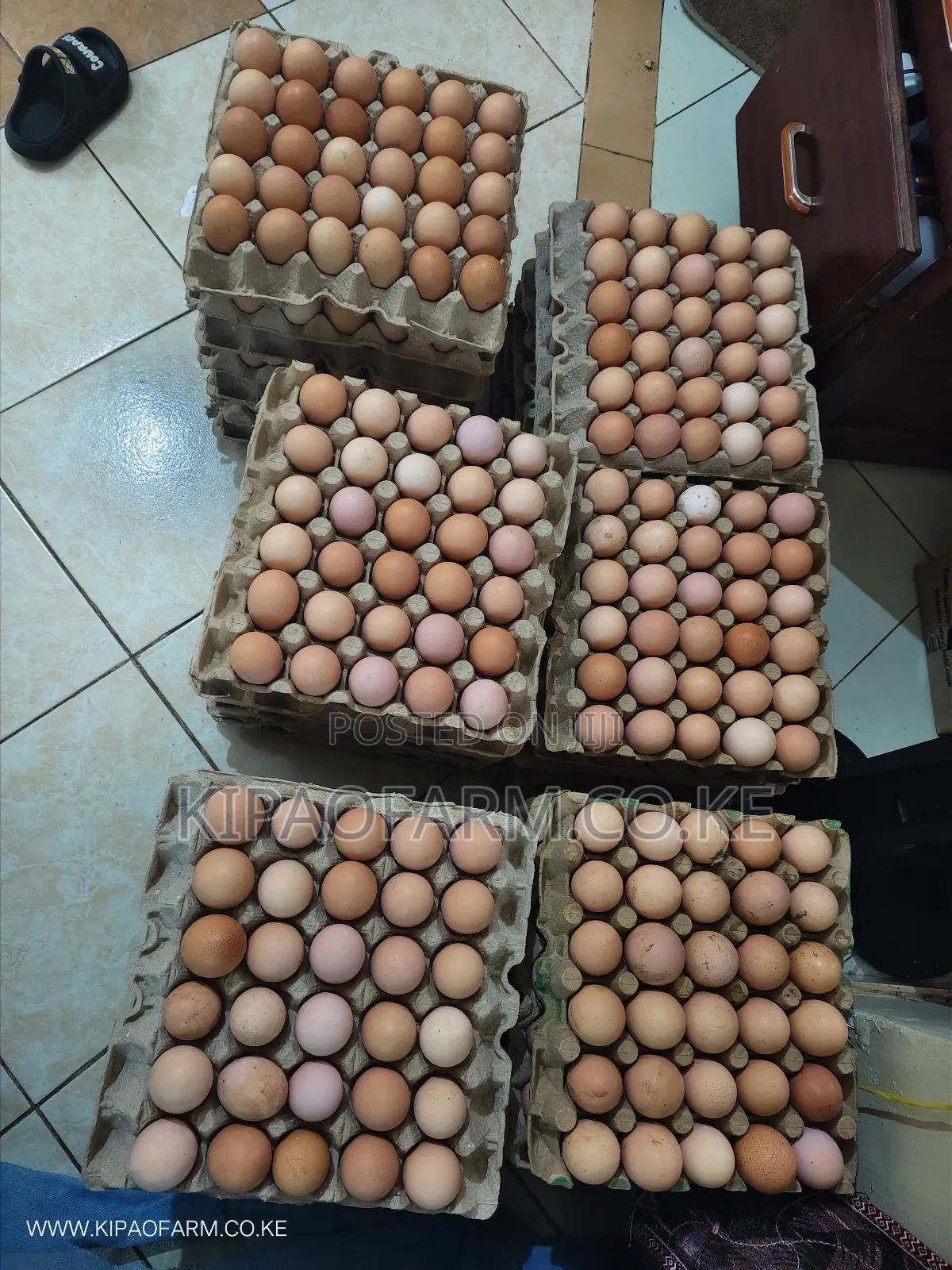 Improved Kienyeji Fertilized Eggs