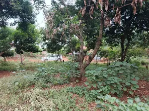Sagana 10 Acres Red Soil